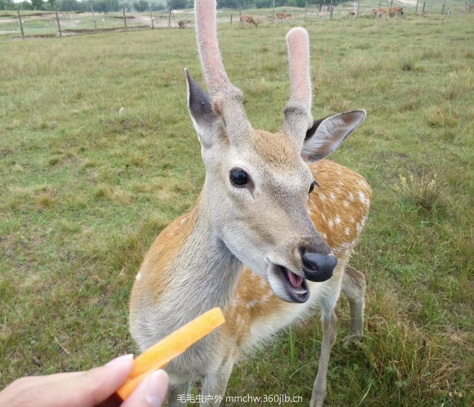 mmexport1503417382749