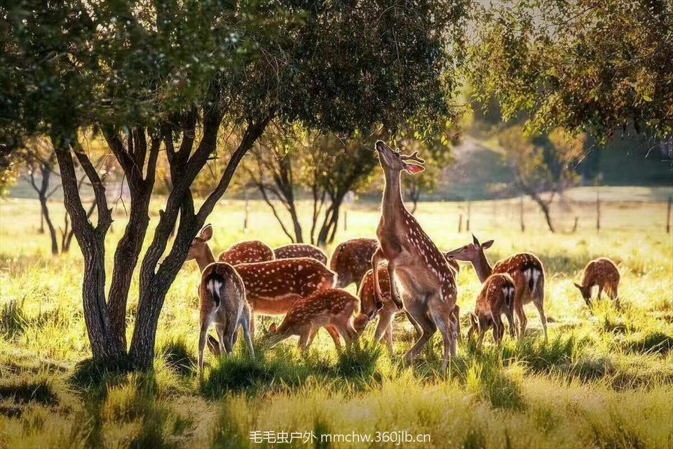 mmexport1505294997278