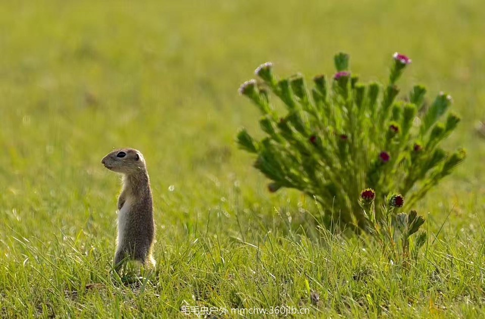 mmexport1521206143659