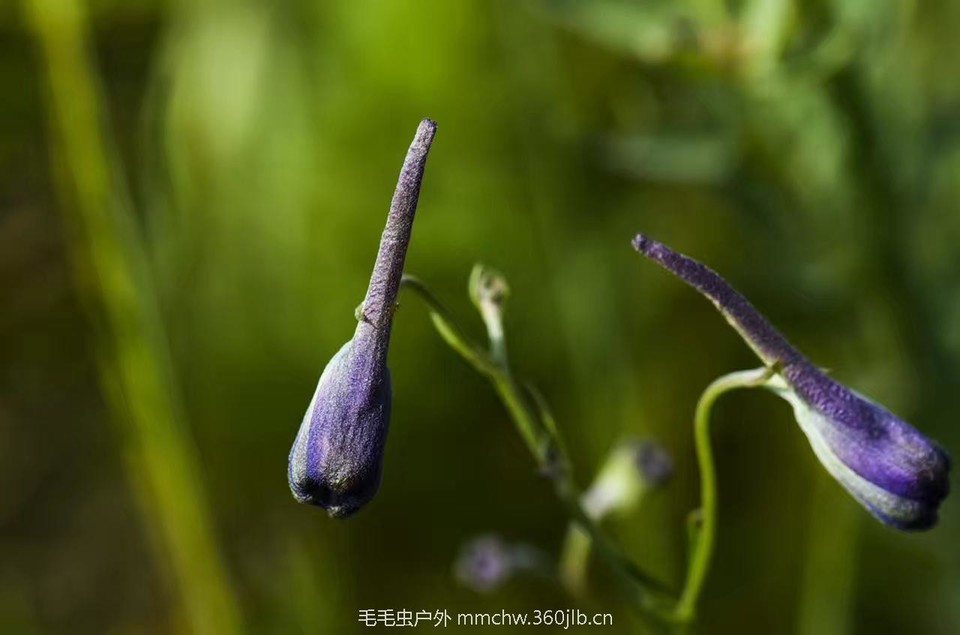 mmexport1521206393331