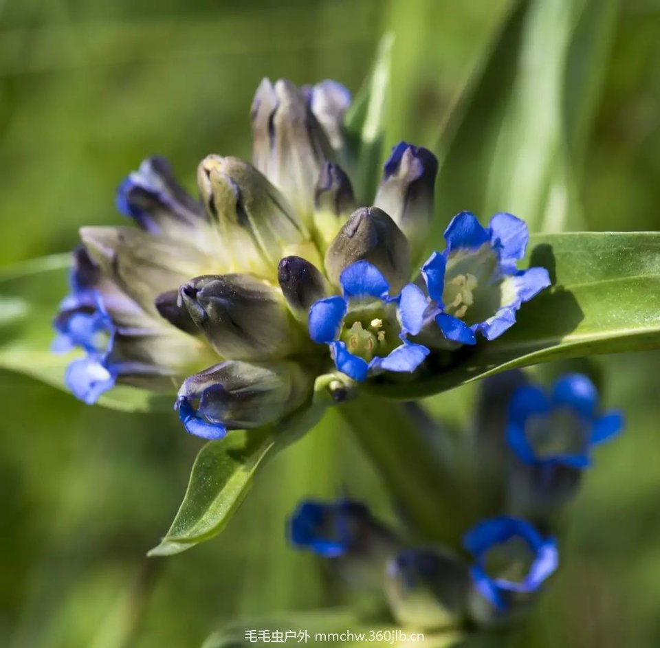 mmexport1521206403165