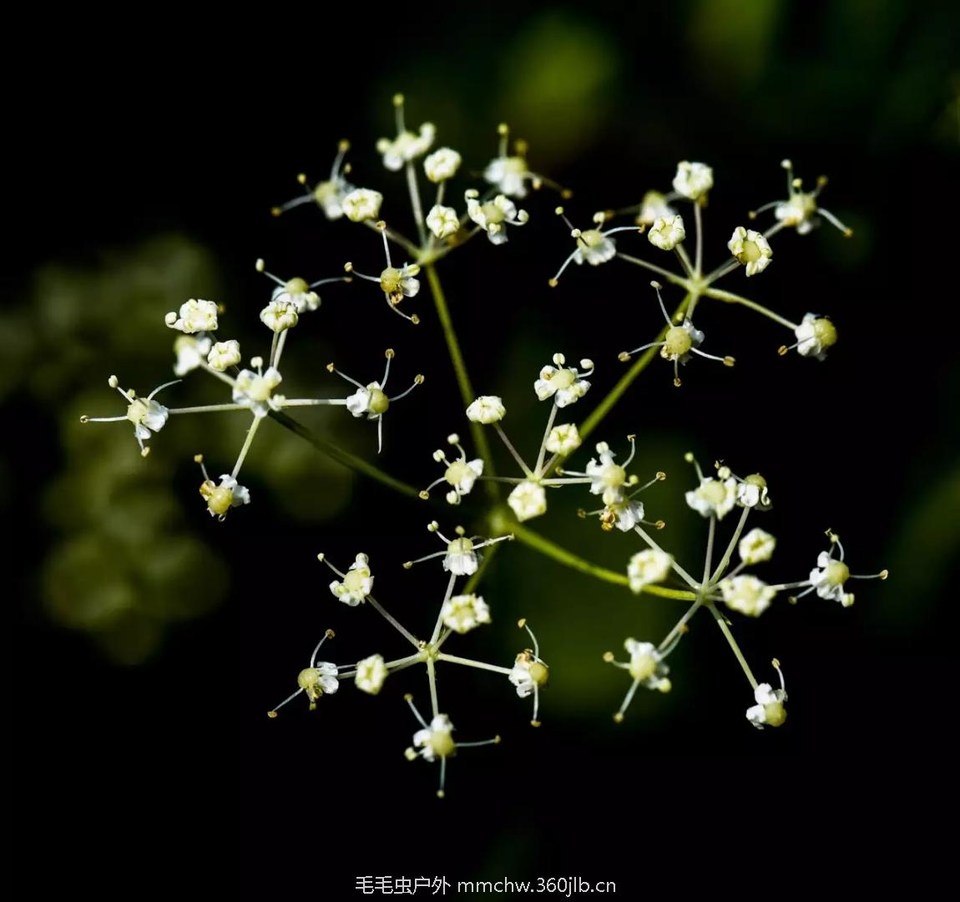 mmexport1521206409255