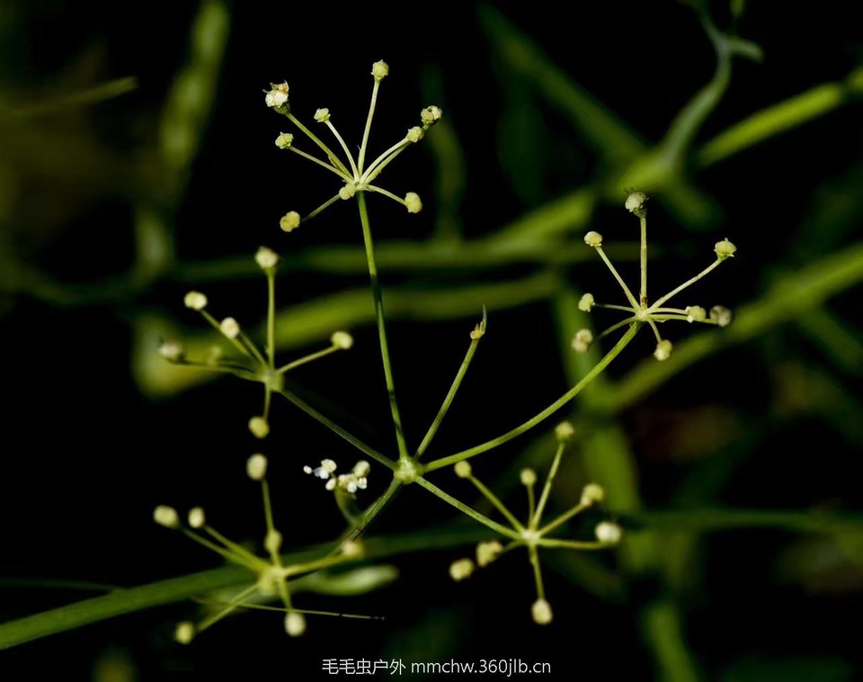 mmexport1521206416303