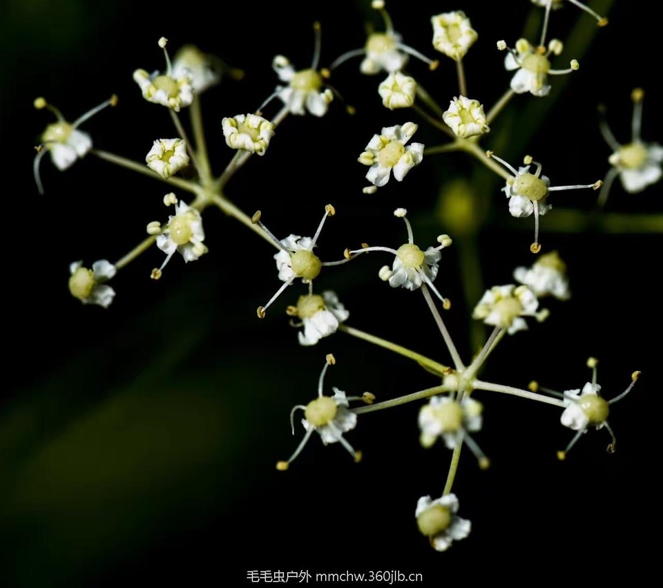 mmexport1521206420558