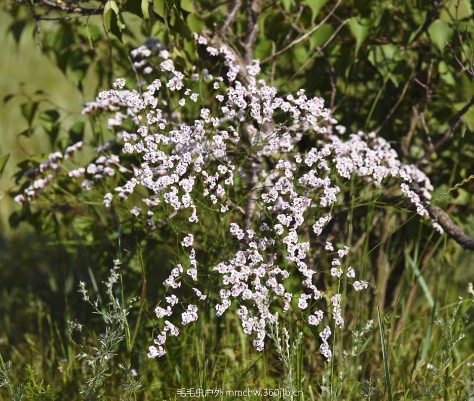 mmexport1521206525708