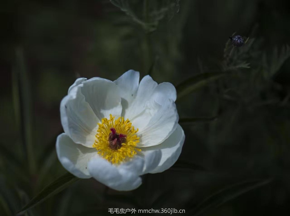 mmexport1521206630945