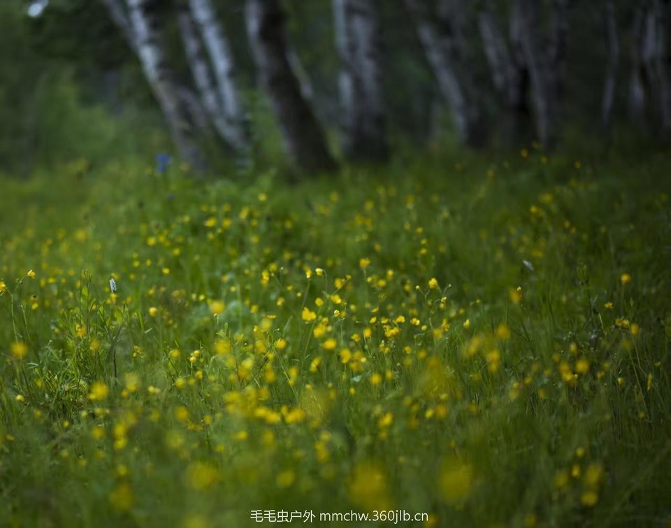 mmexport1521206644590