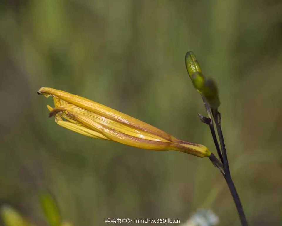 mmexport1521206709478