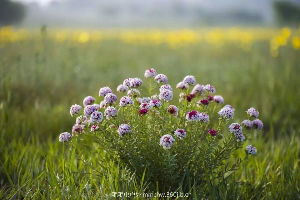 mmexport1521206764482