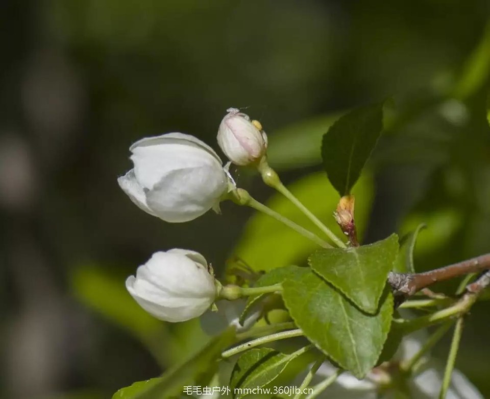 mmexport1521206816540