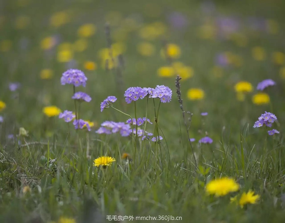 mmexport1521206900625