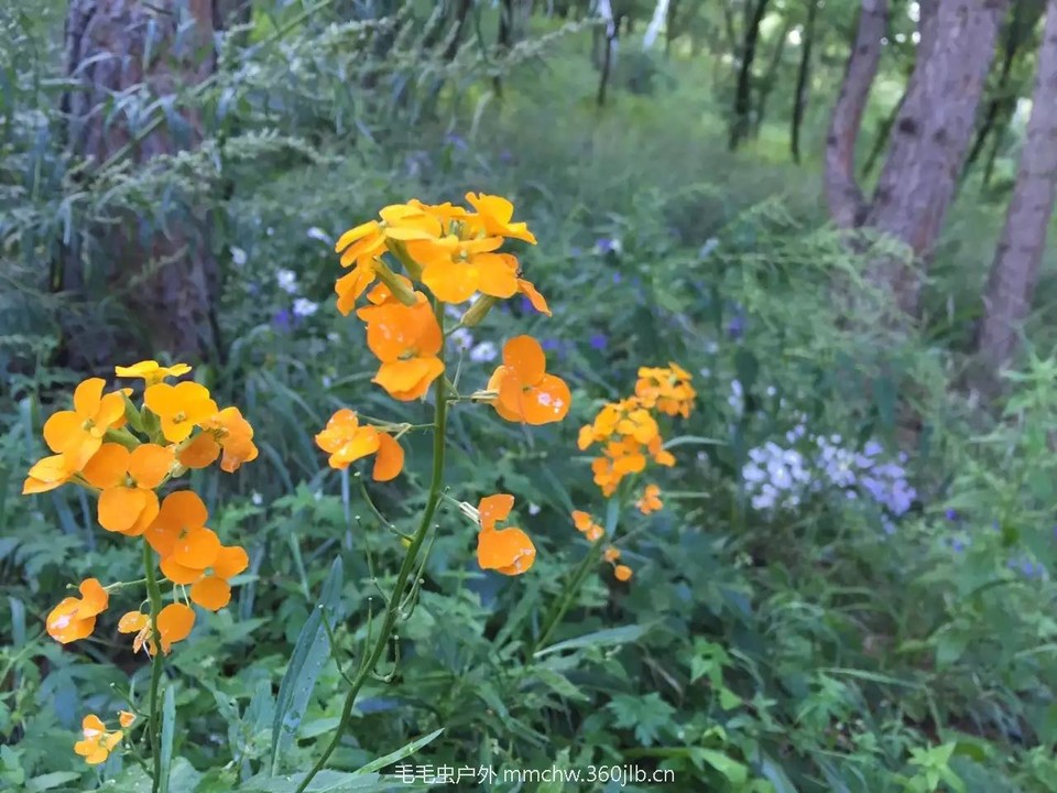 mmexport1521207231007