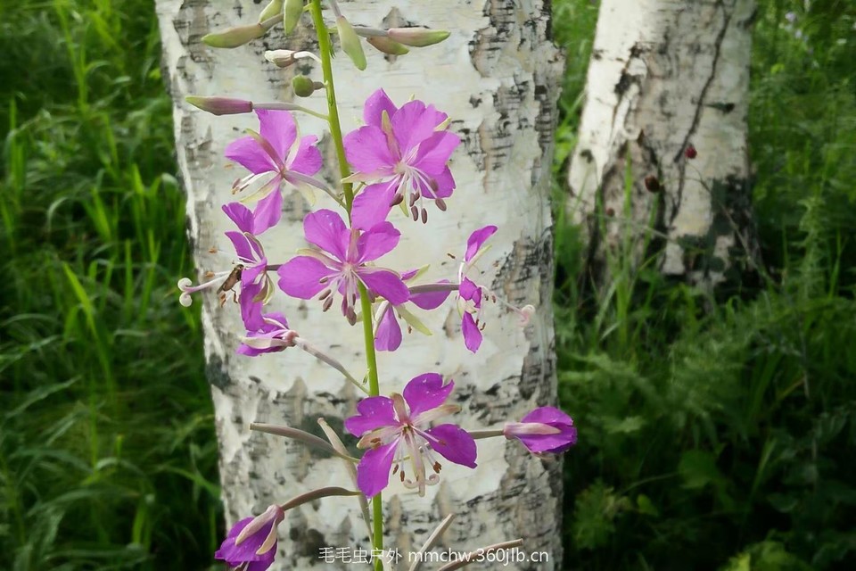 mmexport1521208376622