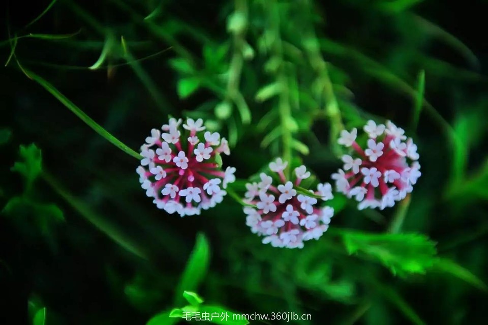 mmexport1521209751605