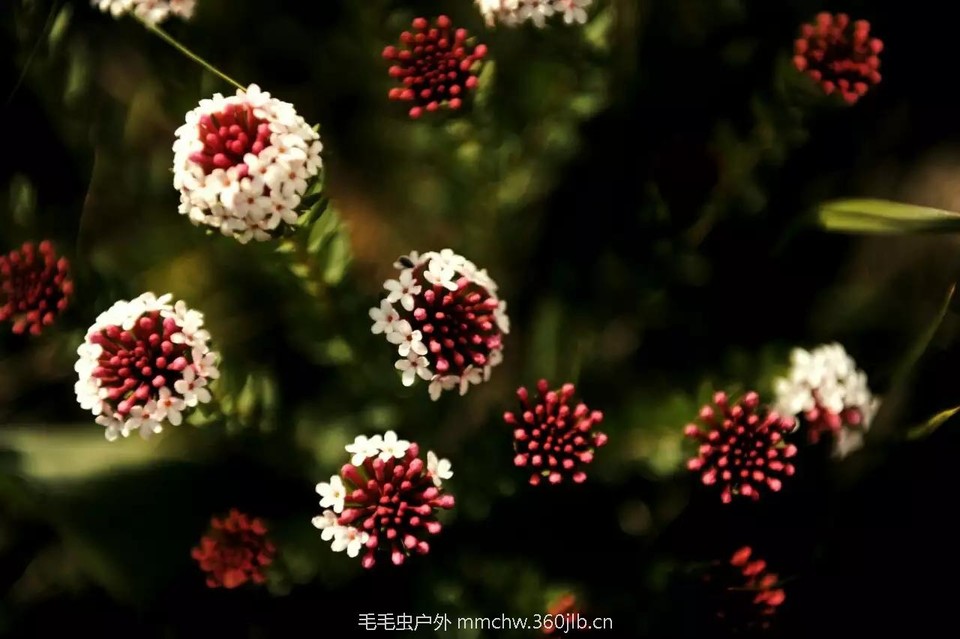 mmexport1521209779885