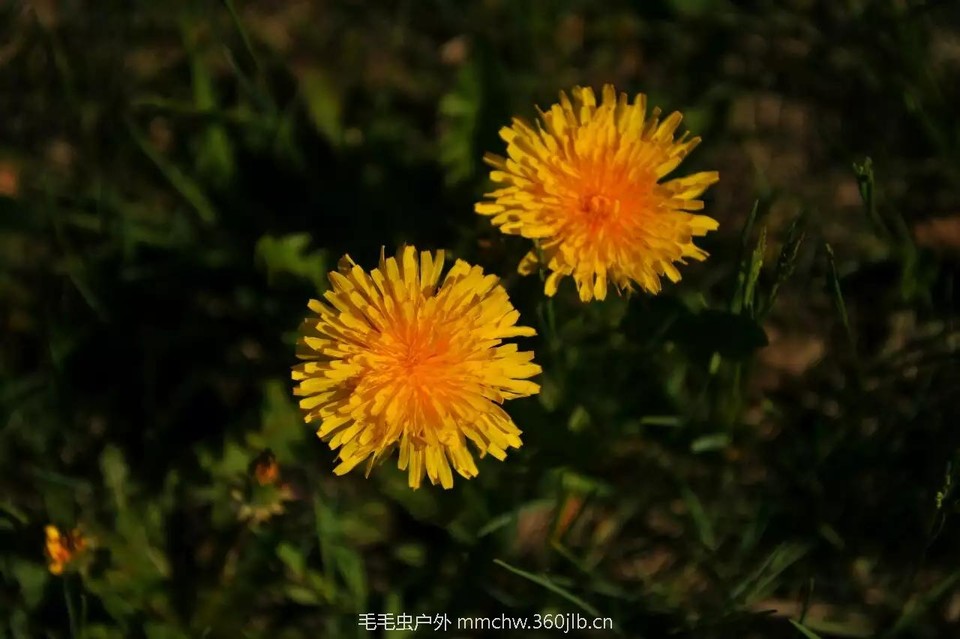 mmexport1521209784108