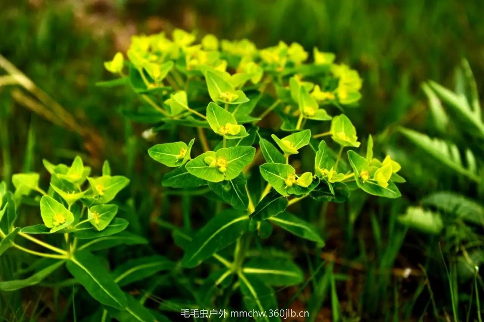 mmexport1521209818259