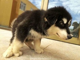 mmexport1521209672926