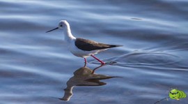 mmexport1494815885275_ep_slim_cd704e9a7695f28fda1b71347db1806e_ep_slim