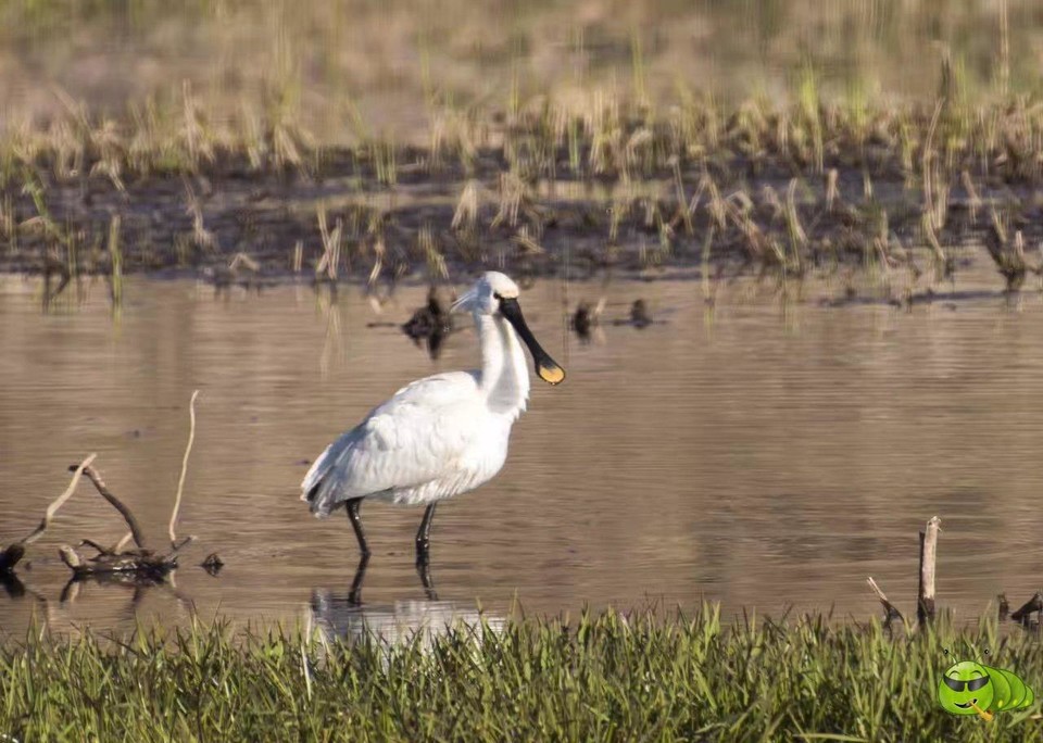 mmexport1494815894923_ep_slim_cd704e9a7695f28fda1b71347db1806e_ep_slim