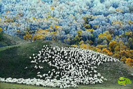 mmexport1504998566819