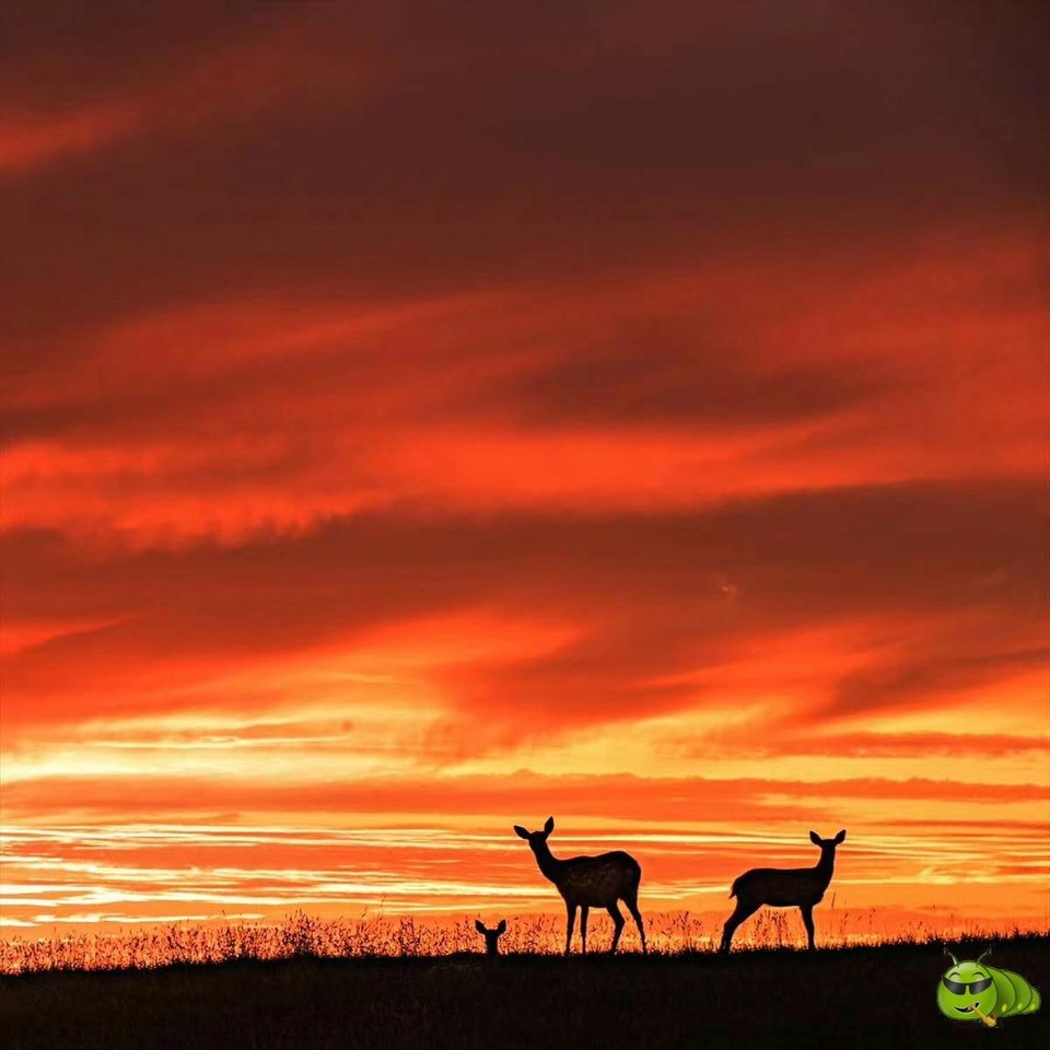 mmexport1505055005596