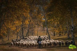 mmexport1505431567342