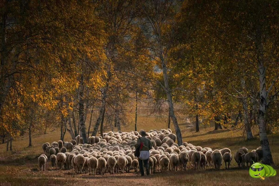 mmexport1505431567342