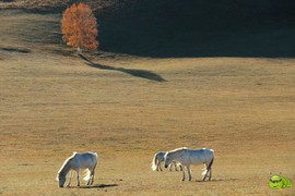 mmexport1506974808175