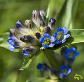 mmexport1521206403165