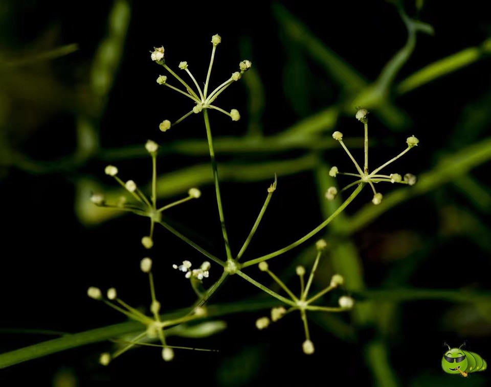 mmexport1521206416303