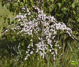 mmexport1521206525708