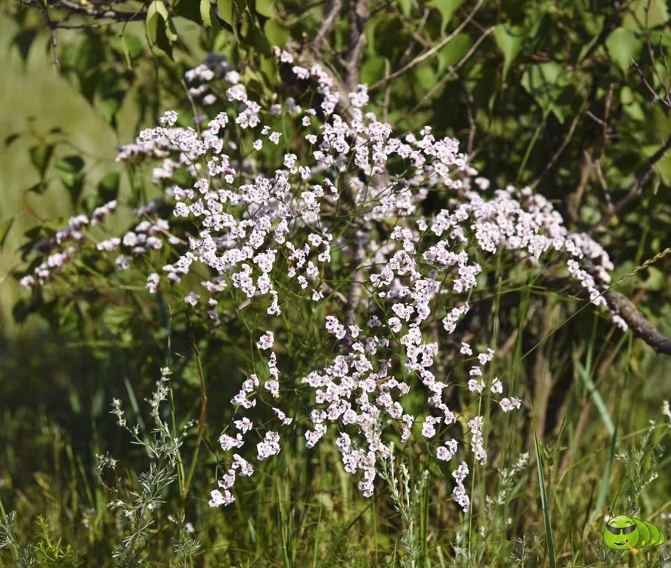 mmexport1521206525708