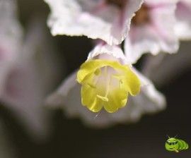 mmexport1521206529987