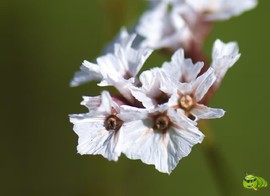 mmexport1521206535662