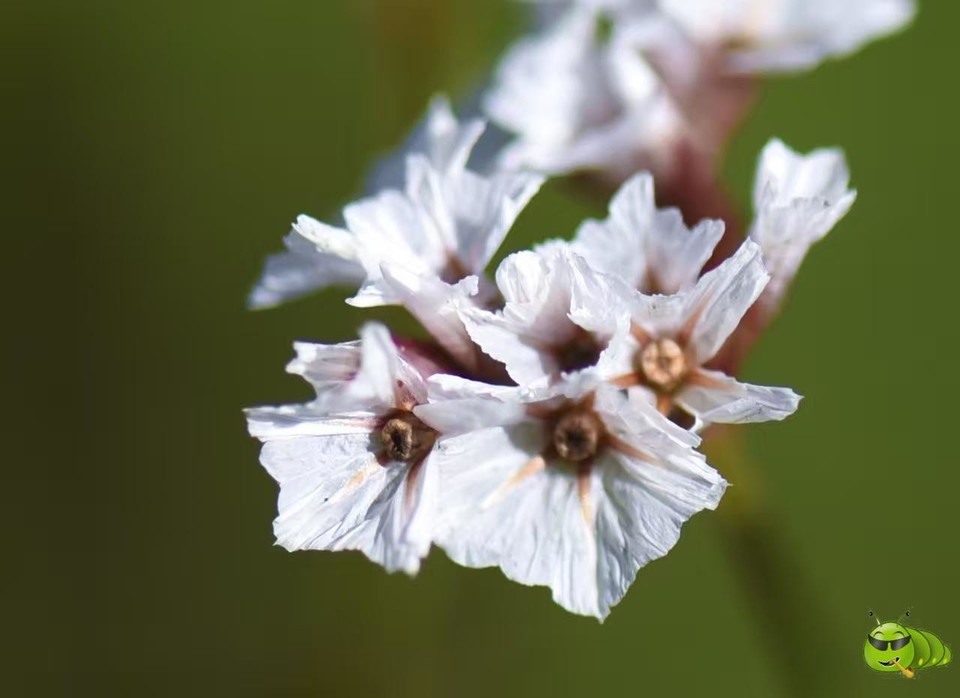 mmexport1521206535662