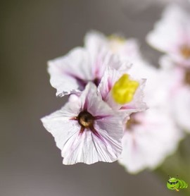 mmexport1521206540659