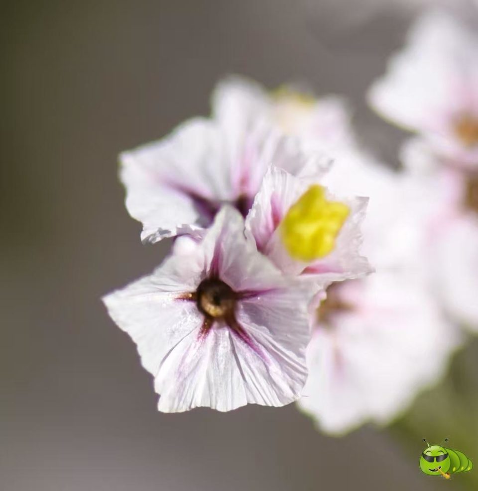 mmexport1521206540659