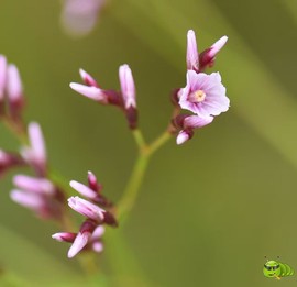 mmexport1521206548096