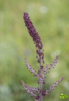 mmexport1521206573097