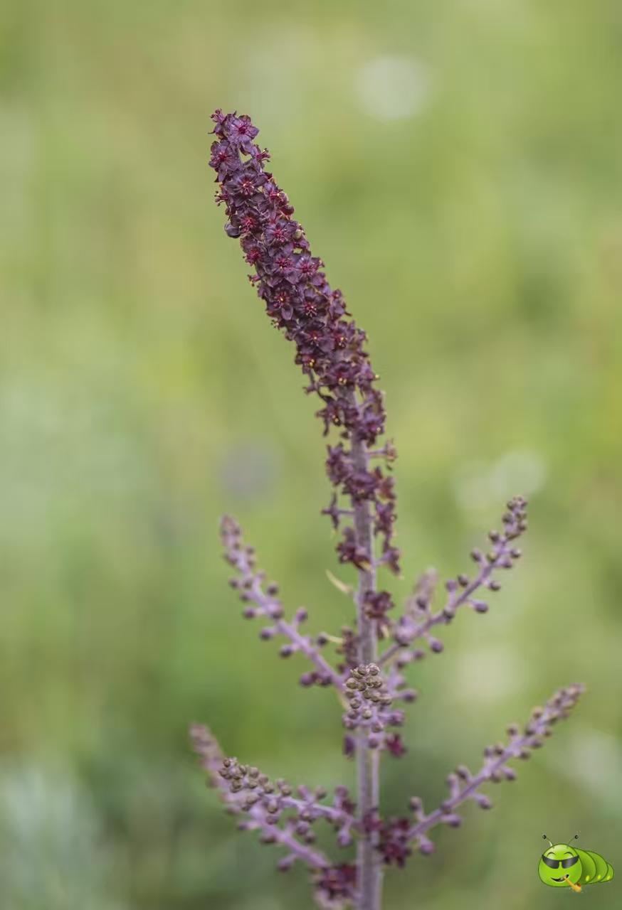 mmexport1521206573097