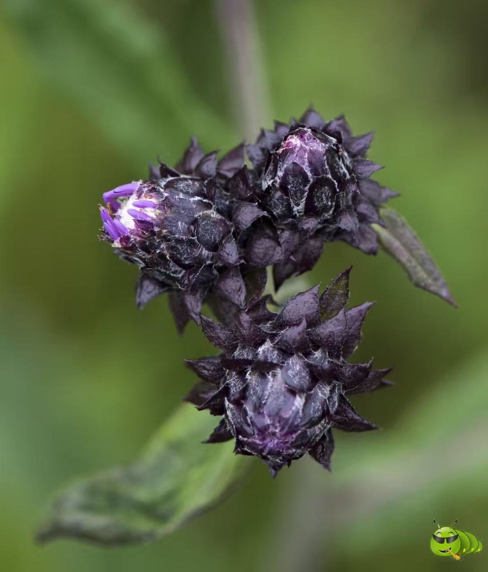 mmexport1521206577521