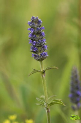 mmexport1521206586308