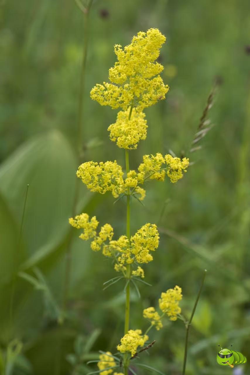 mmexport1521206590621