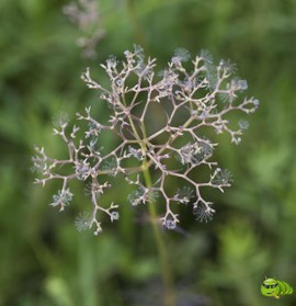 mmexport1521206595054