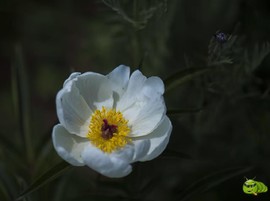 mmexport1521206630945