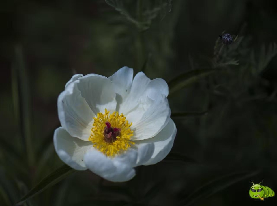 mmexport1521206630945