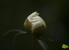 mmexport1521206639543