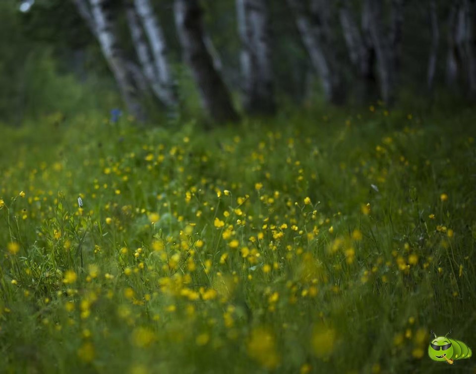 mmexport1521206644590