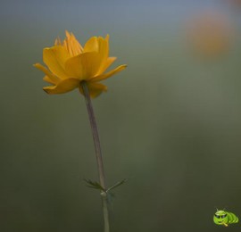 mmexport1521206654119